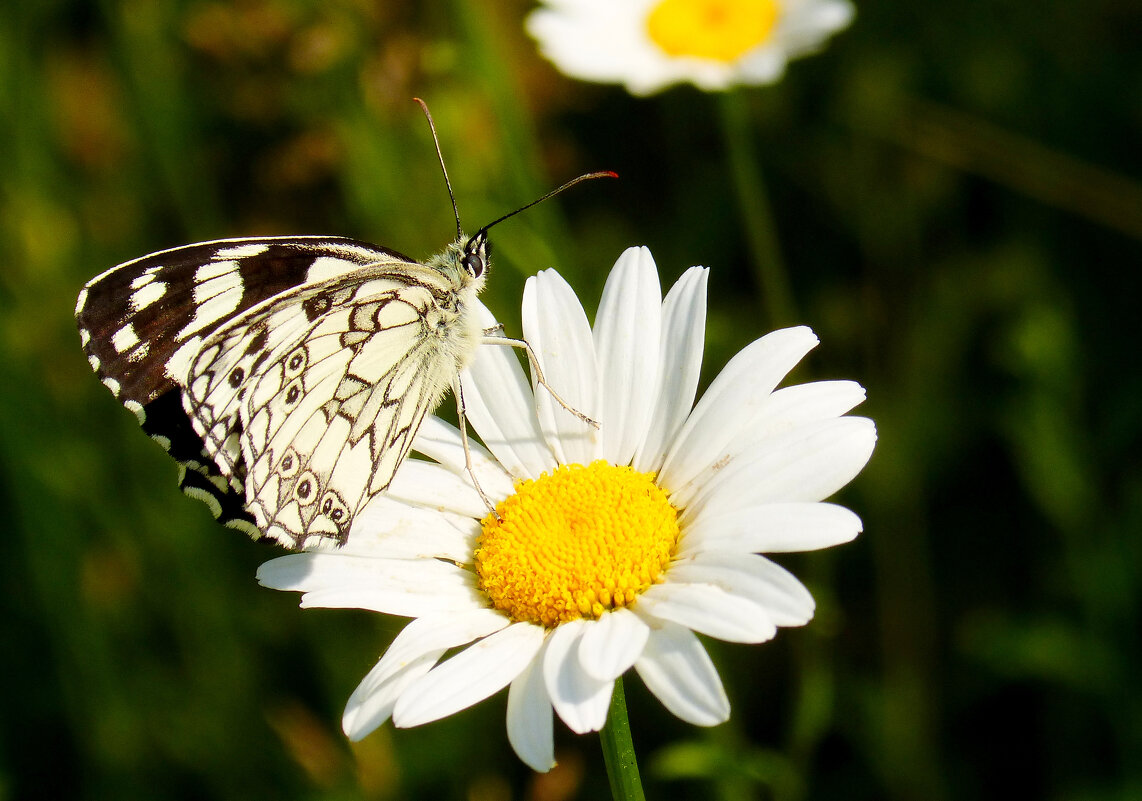опять про бабочек 384 - Александр Прокудин