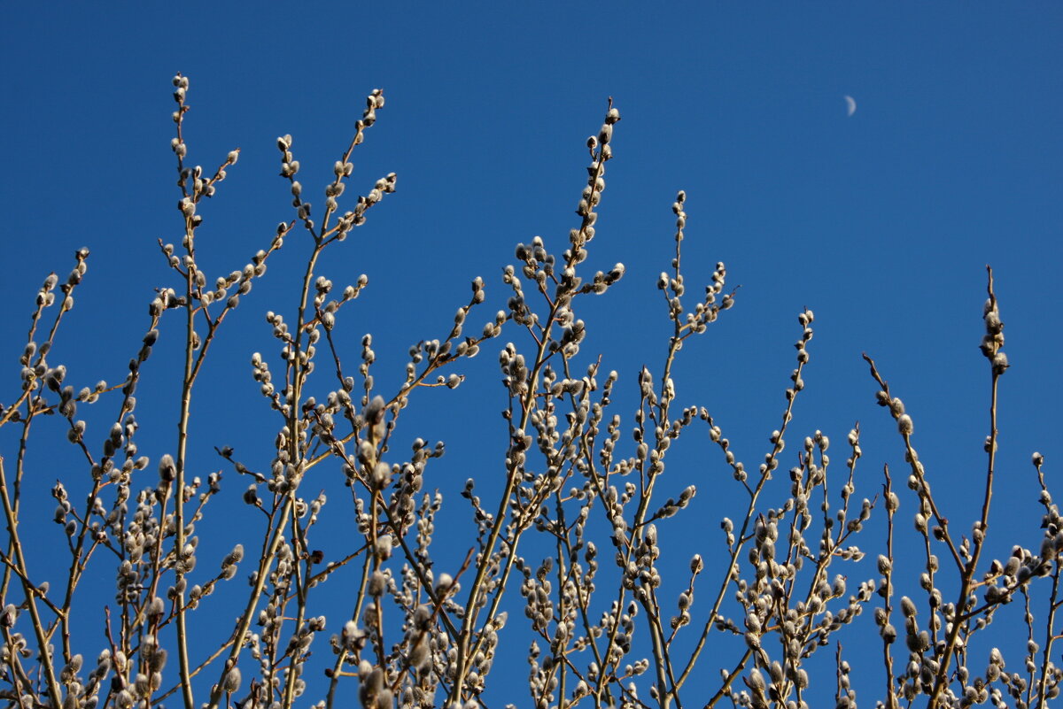 Мирного неба!.. - Нэля Лысенко