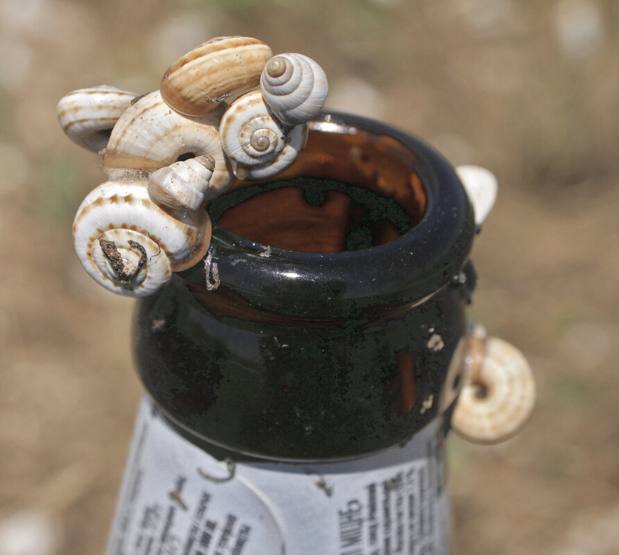 "не дай себе засохнуть" - Всеволод "не дай себе засохнуть" - Всеволод