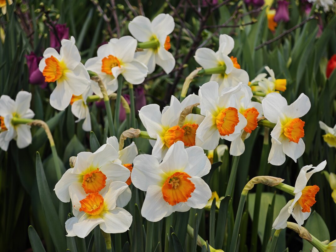 Нарциссы - Репетиция весны в Аптекарском огороде - <<< Наташа >>>