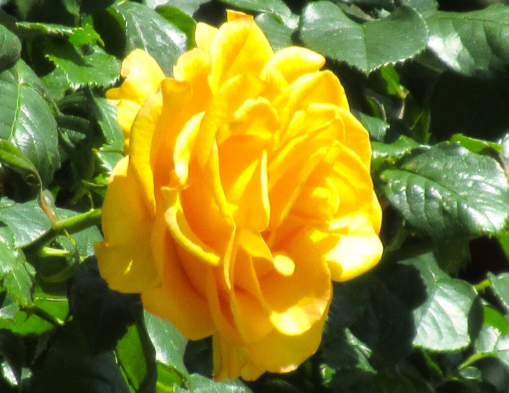 Розы... розы... - viach 