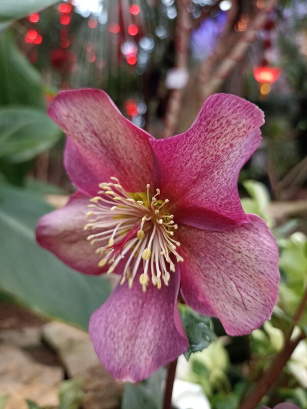 В ожидании весны - Pippa В ожидании весны - Pippa