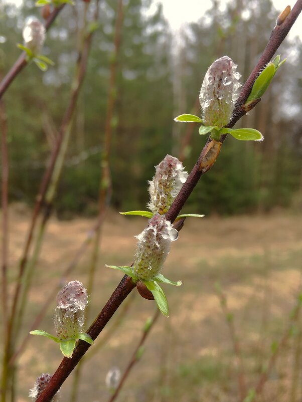 *** вербочка в каплях дождя *** - Olga Oskolkova