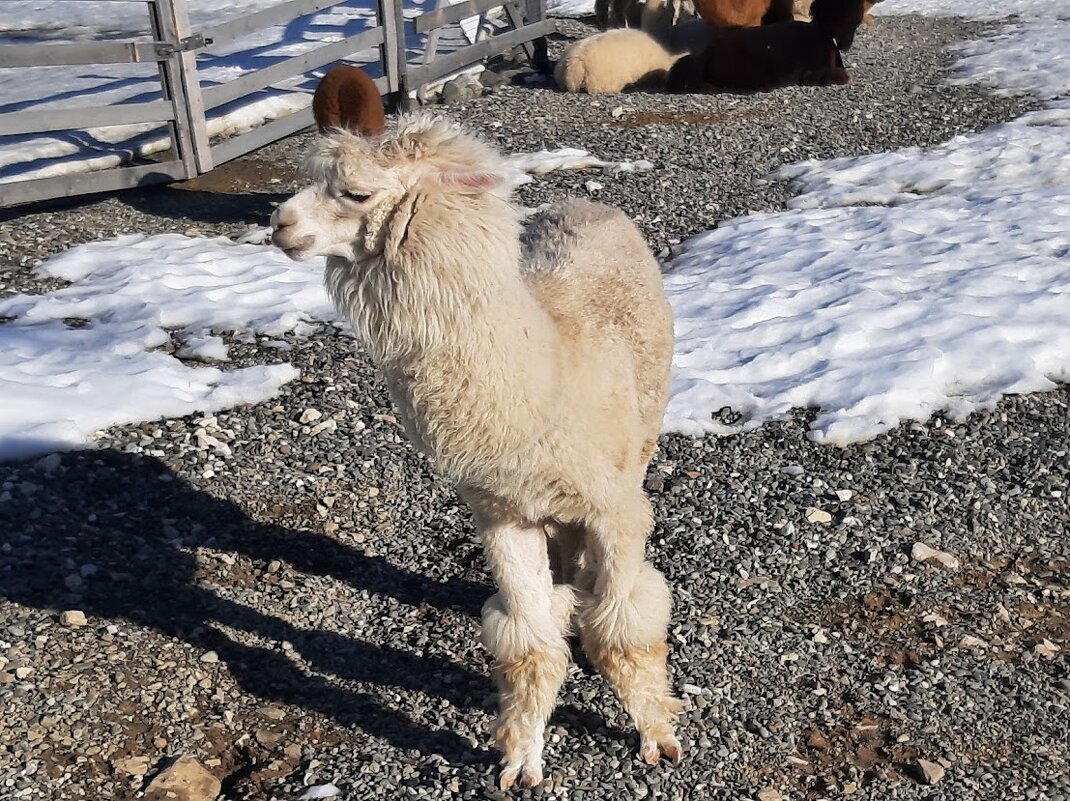 Парк АЛЬПАК. Роза хутор - Tata Wolf