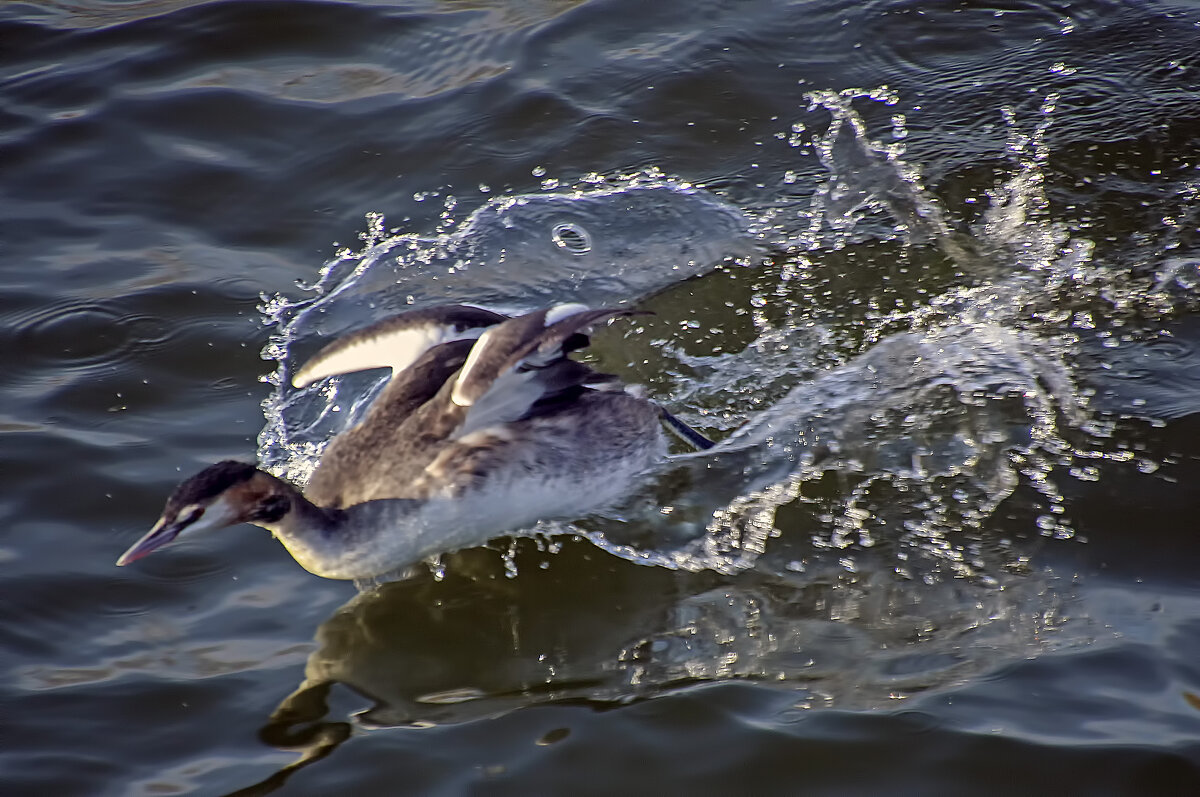 стремительность - Андроник Александр стремительность - Андроник Александр