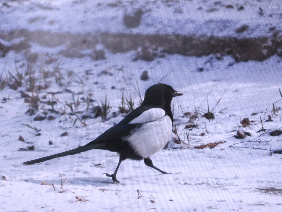 Важной походкой - Людмила Смородинская Важной походкой - Людмила Смородинская