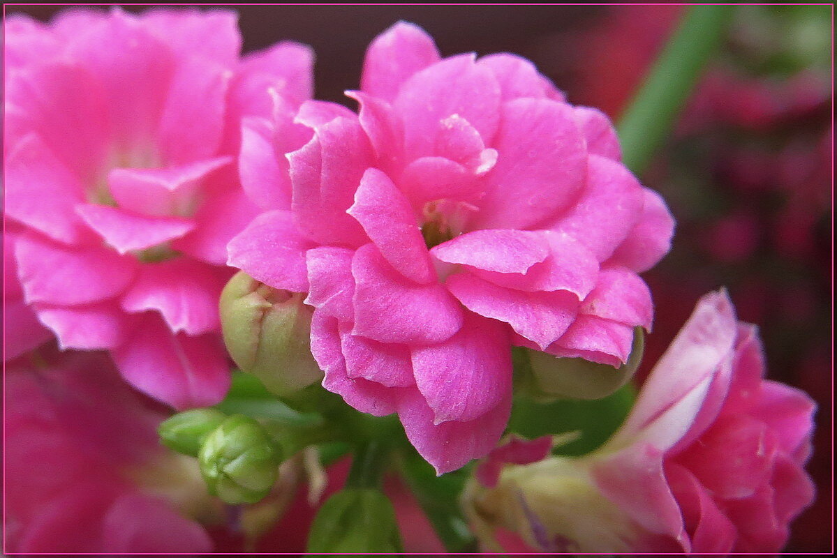 макроМир - Сеня Белгородский макроМир - Сеня Белгородский