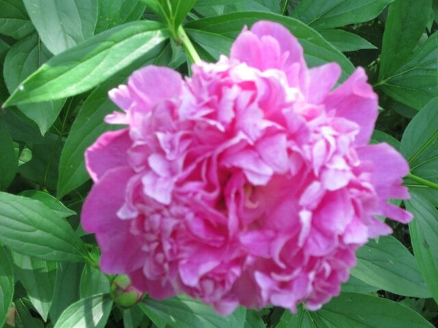 Розовый пион - Дмитрий Никитин Розовый пион - Дмитрий Никитин