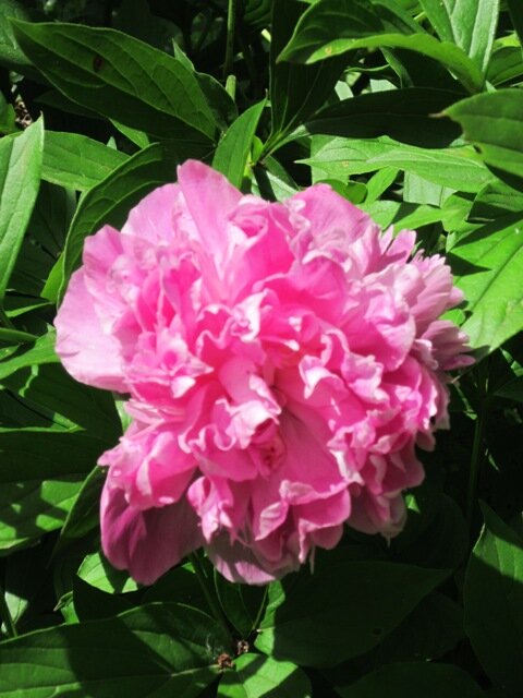 Розовый пион - Дмитрий Никитин