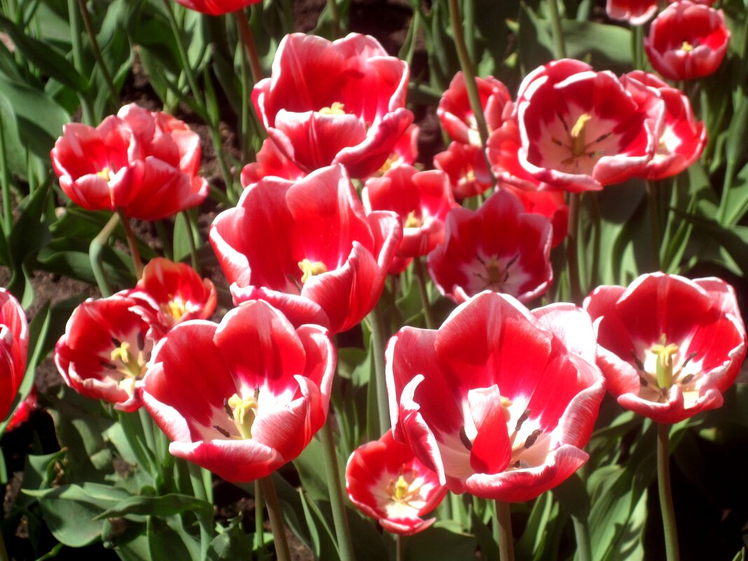 С ДНЕМ ЗАЩИТНИКА ОТЕЧЕСТВА! МИРА И ДОБРА! - Елена Семигина С ДНЕМ ЗАЩИТНИКА ОТЕЧЕСТВА! МИРА И ДОБРА! - Елена Семигина