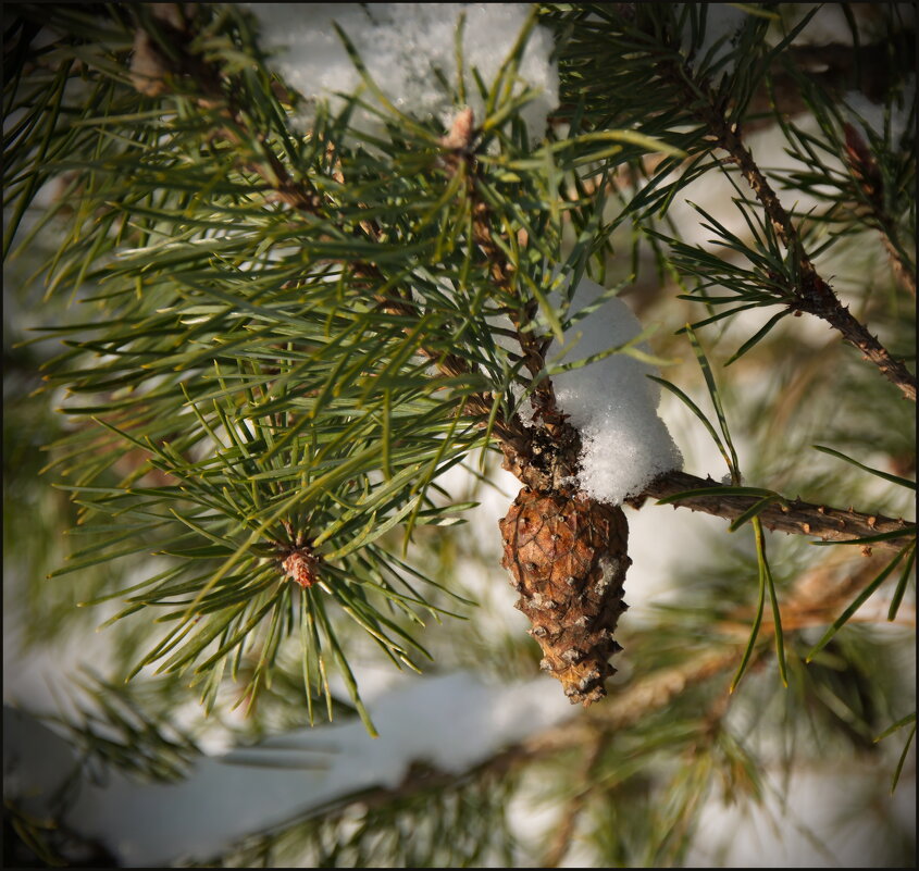 Сосновая шишка - lady v.ekaterina