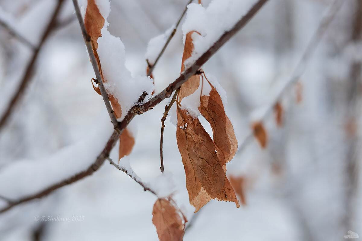 Листья осени - Александр Синдерёв