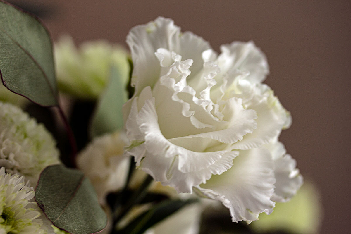 Эустома белая - Александр Трухин