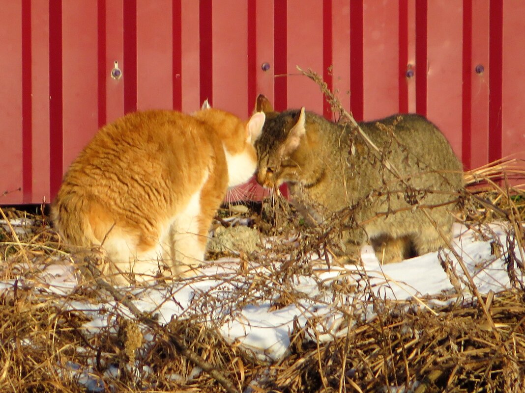 Почуяли весну - Андрей Снегерёв