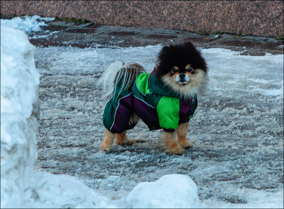 Красавчик - Александр Тарноградский Красавчик - Александр Тарноградский