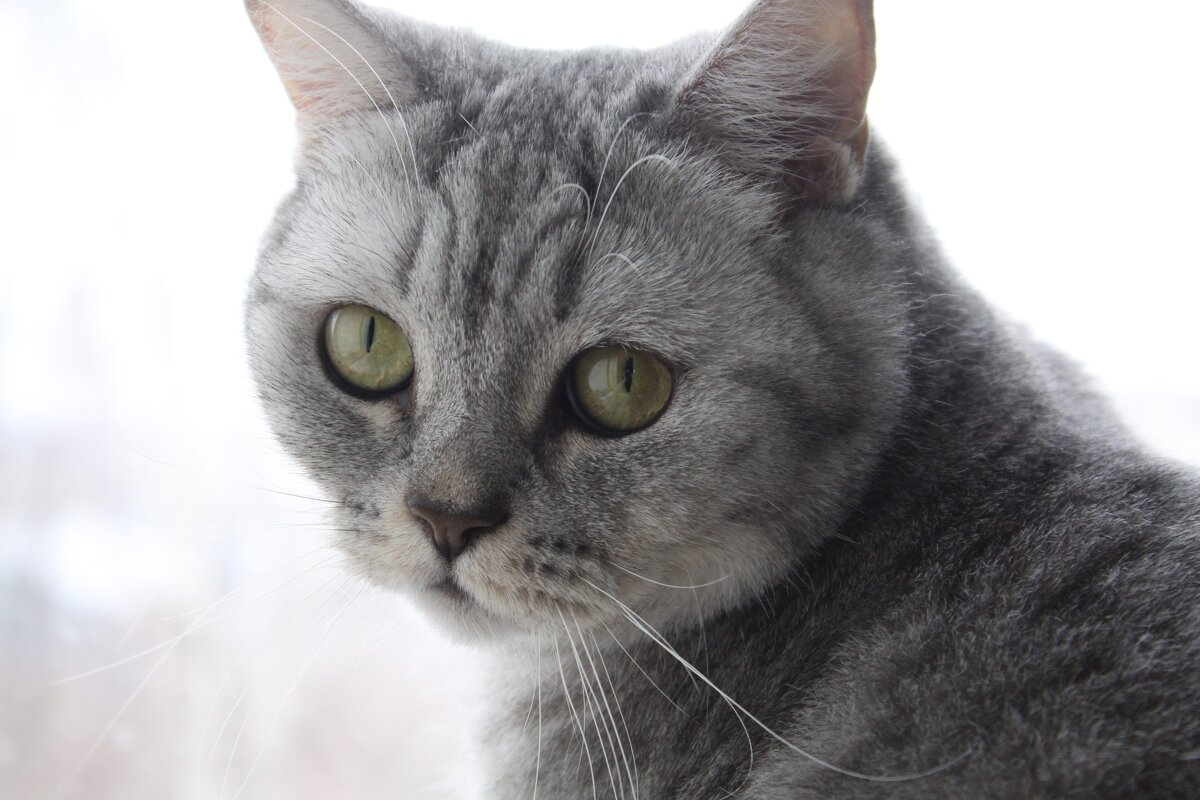 кошка Матильда - Александр Кольцов