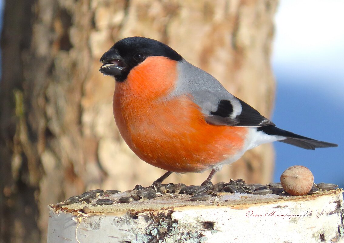 Снегирь в гости залетел. - Ольга Митрофанова