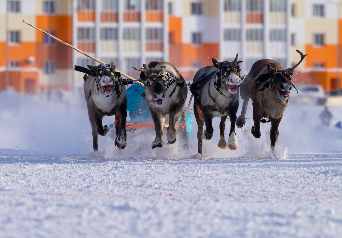 Гонки на оленьих упряжках - Виктория Гонки на оленьих упряжках - Виктория