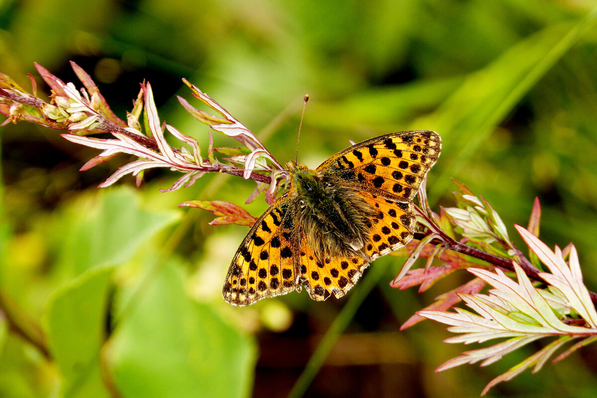 опять про бабочек 390 - Александр Прокудин опять про бабочек 390 - Александр Прокудин