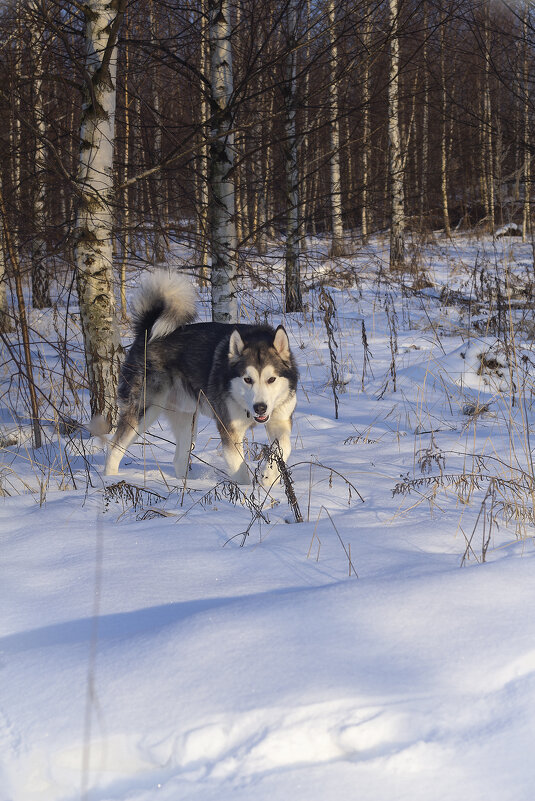 Ярик. - leff Postnov Ярик. - leff Postnov