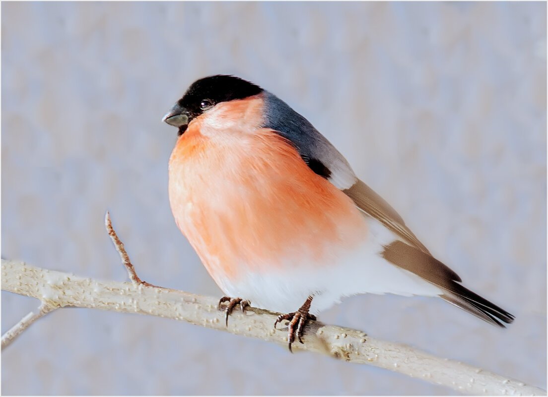 Батя - Валентин Котляров