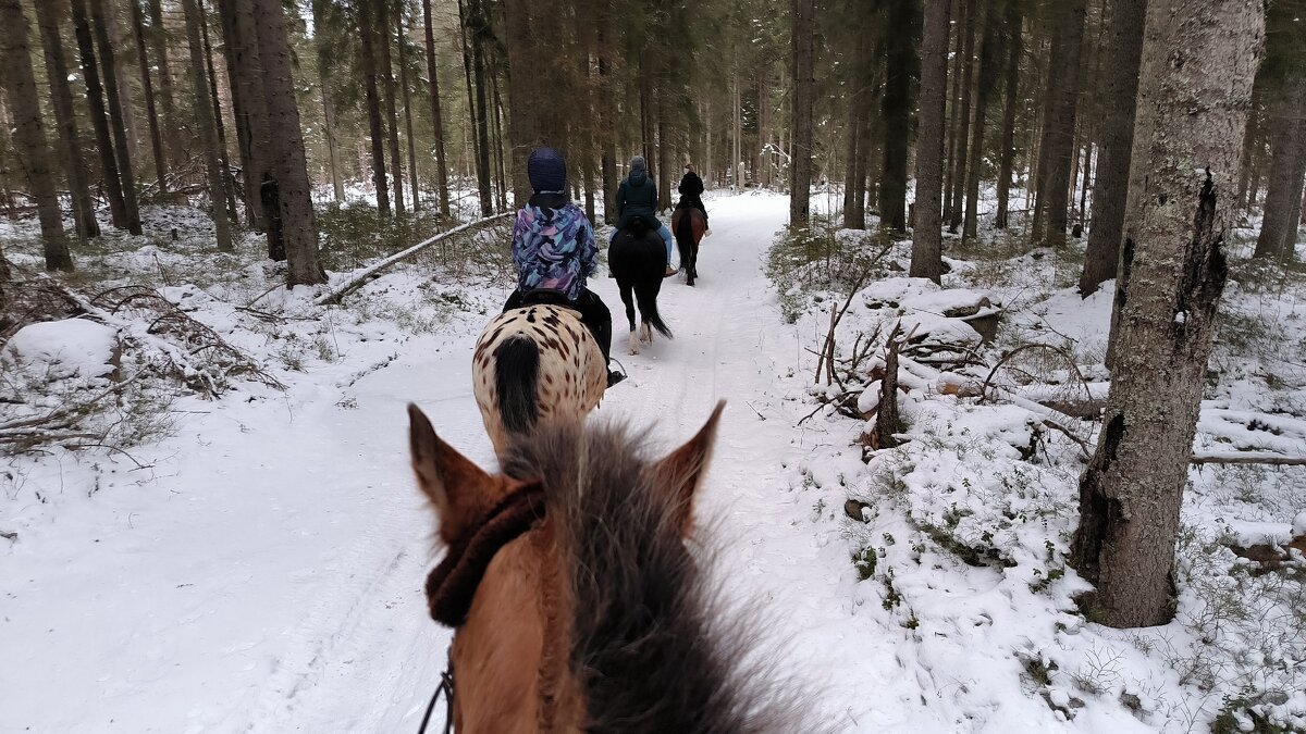 По зимнему лесу. - Ольга 