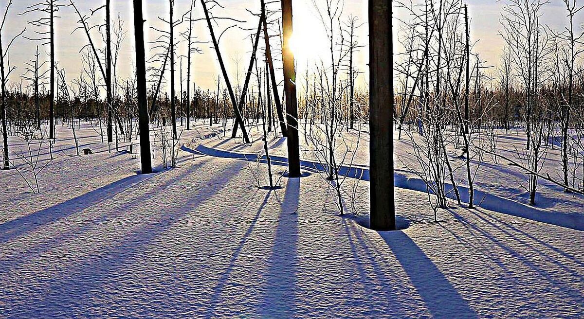 Февраль...Мороз и солнце  на верховом болоте! - Владимир 