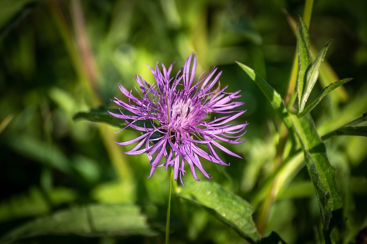 Василёк луговой - Игорь Сикорский