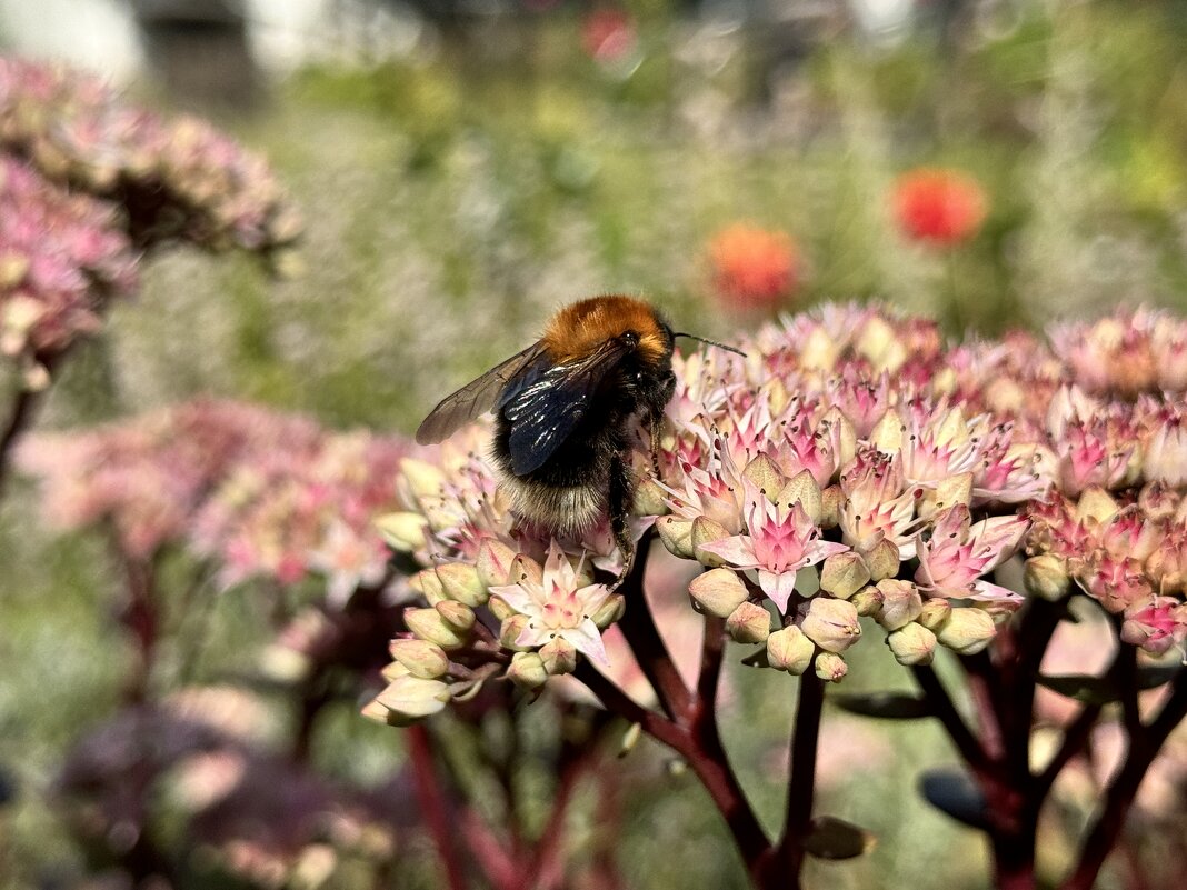 Шмель - NIKOLAY Nagaev