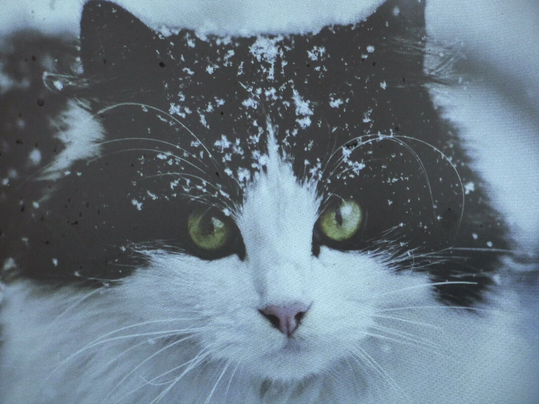 Соседская кошечка - Людмила Смородинская