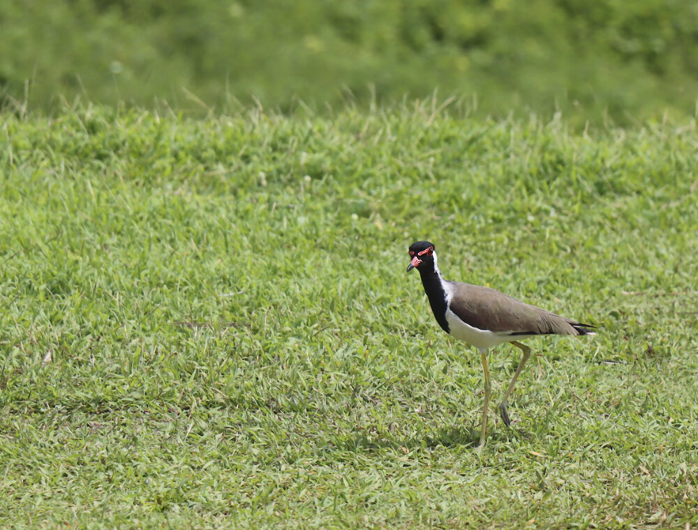 Чибис - Галина Ильясова