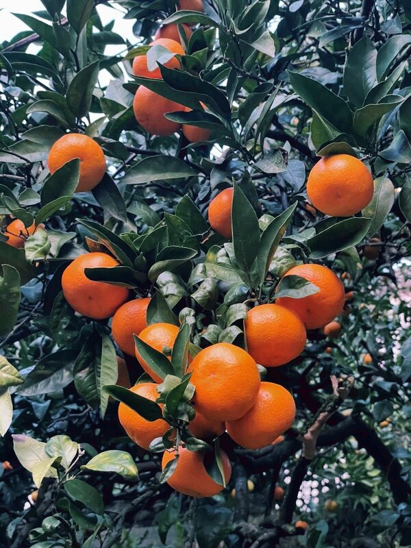 Аджария - Георгиевич Аджария - Георгиевич