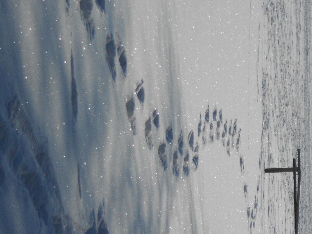 февраль - Елена Шаламова февраль - Елена Шаламова