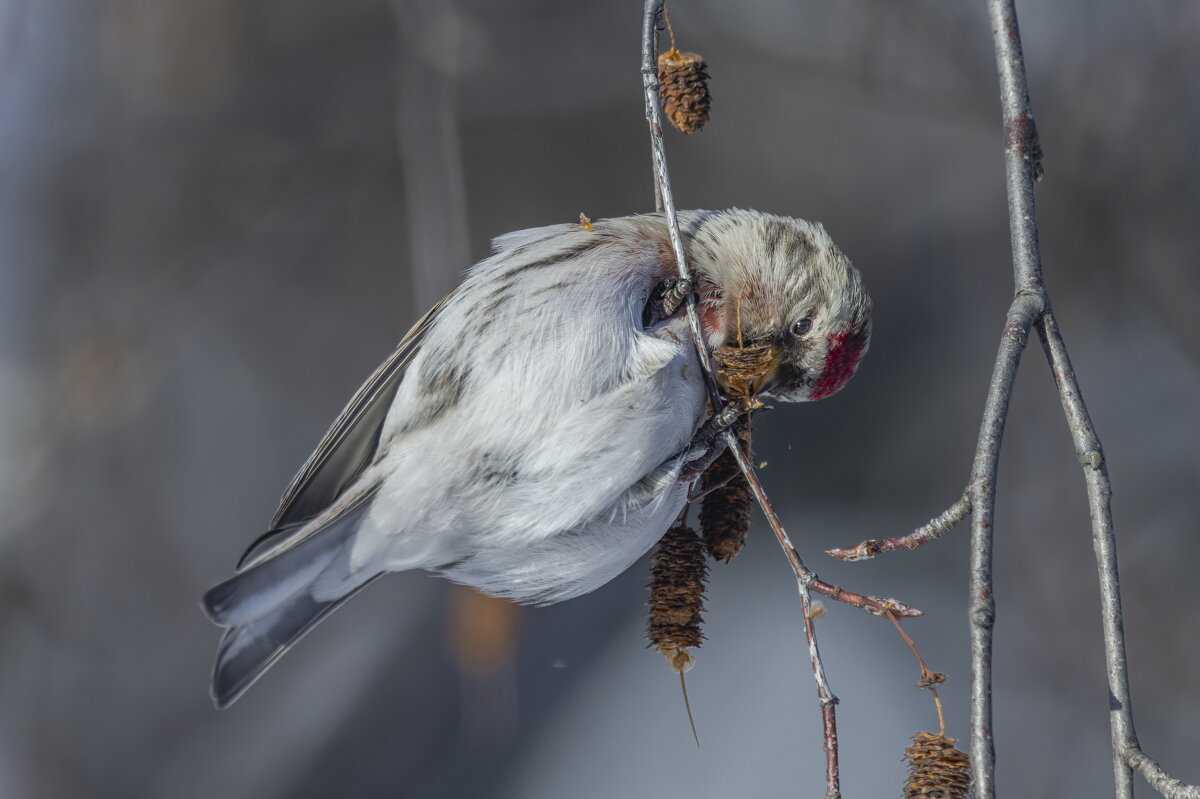 чечетка - юрий макаров