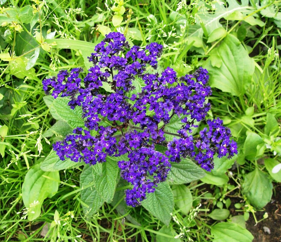 Гелиотроп - Galaelina *** Гелиотроп - Galaelina ***