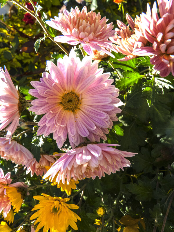 Наши  Хризантемы - Валентин Семчишин