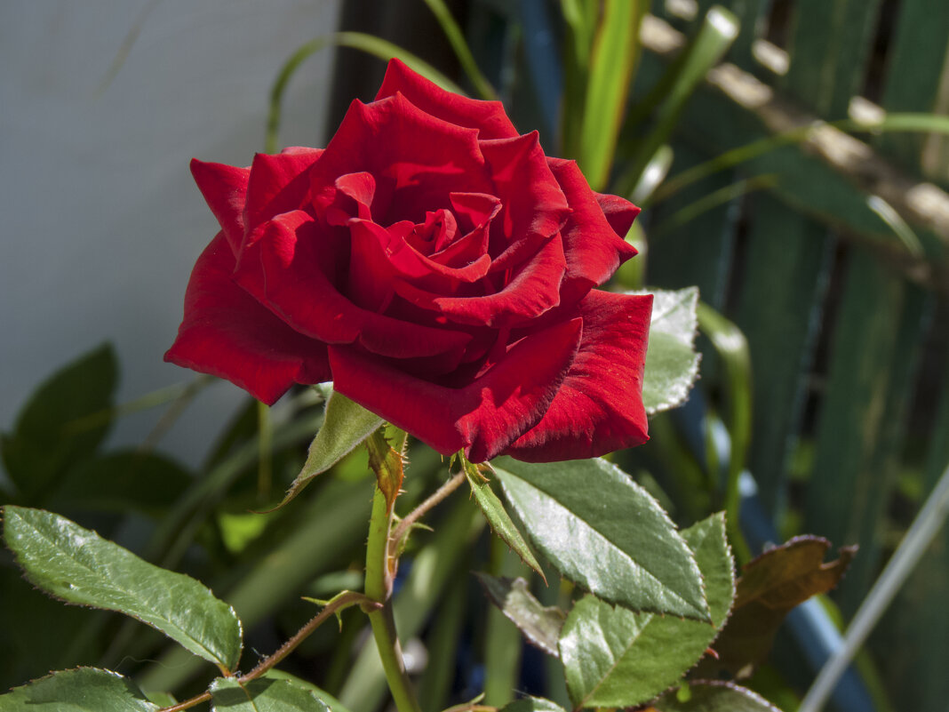 Алая  роза - Валентин Семчишин