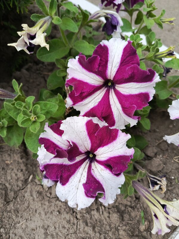 Петунии - Татьяна Пальчикова