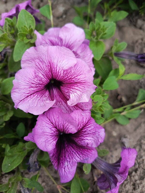 Розовые петунии - Татьяна Пальчикова