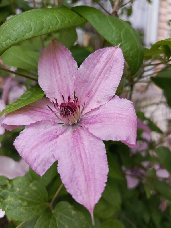 Клематис - Татьяна Пальчикова Клематис - Татьяна Пальчикова