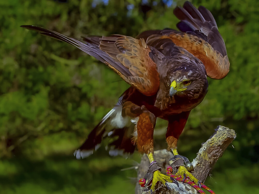 Ястреб - Aleksey Afonin