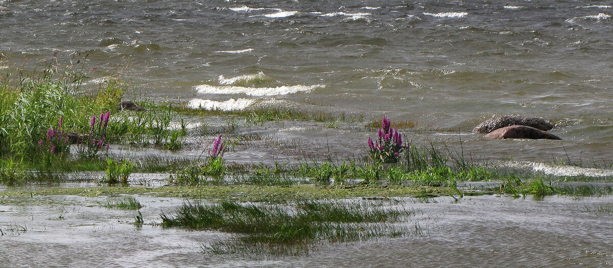 Ветреная погода - Александр Ильчевский 