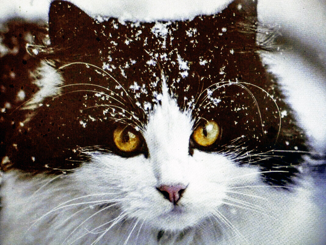 Специально для Людмила Смородинская - Константин Вавшко Специально для Людмила Смородинская - Константин Вавшко