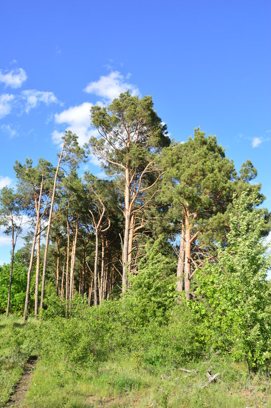 Весна. - Виктор 