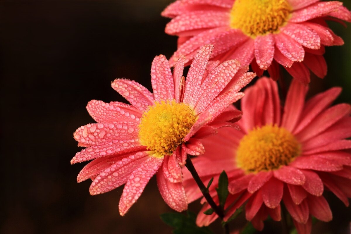 В капельках росы - Юрий. Шмаков