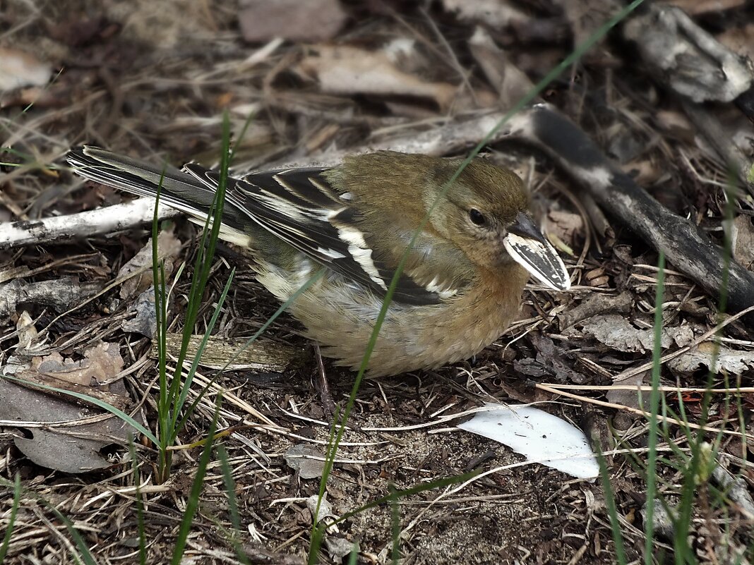 ** - Зоя Мишина ** - Зоя Мишина