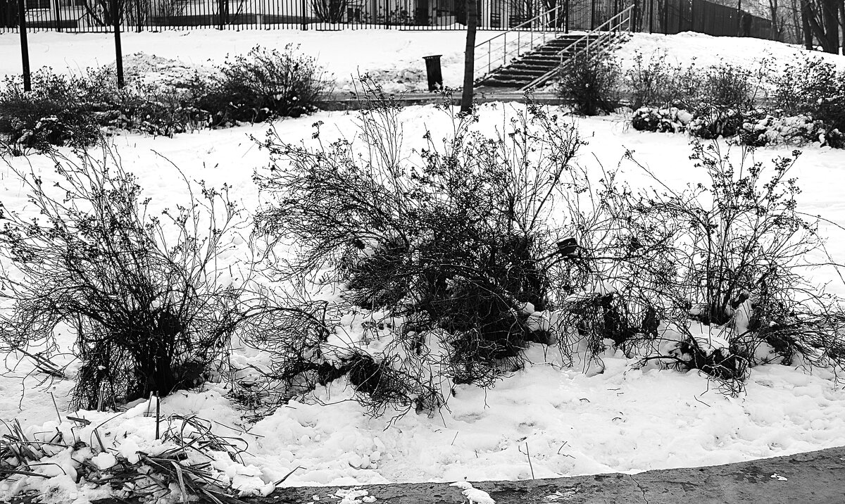 Зимняя клумба. - Василий Палий