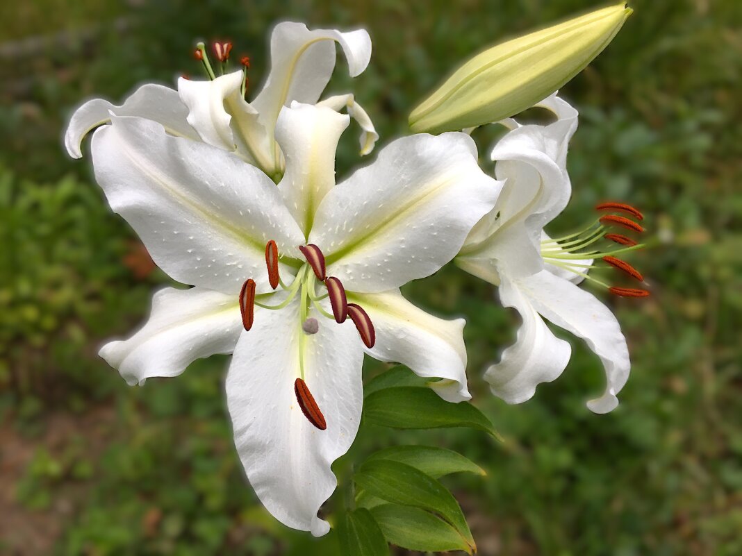 *** л и л и и *** - Olga Oskolkova *** л и л и и *** - Olga Oskolkova