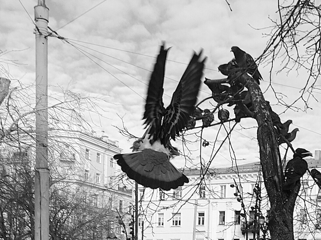 Монохромная фотопрогулка - svk * Монохромная фотопрогулка - svk *