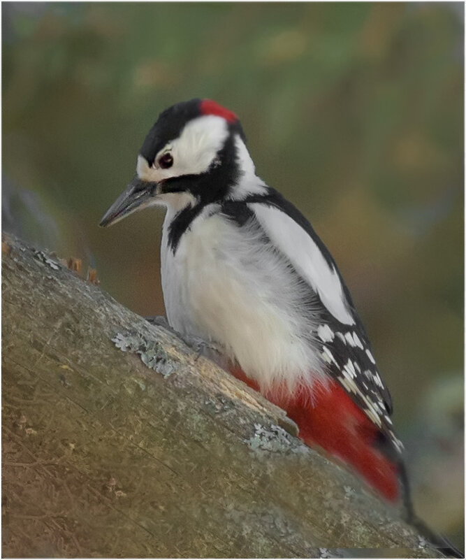 Большой пёстрый дятел - Валентин Котляров Большой пёстрый дятел - Валентин Котляров